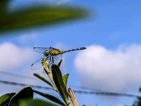 dragonfly on leaf garden dragonflyの写真素材