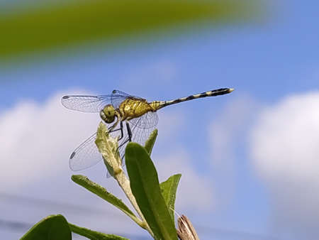 dragonfly on leaf garden dragonflyの写真素材