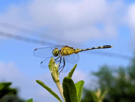 dragonfly on leaf garden dragonflyの写真素材