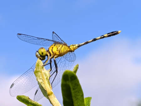 dragonfly on leaf garden dragonflyの写真素材