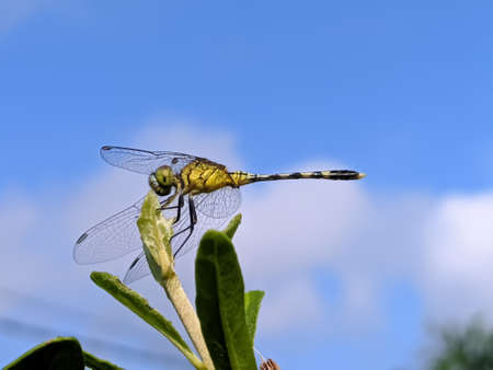 dragonfly on leaf garden dragonflyの写真素材