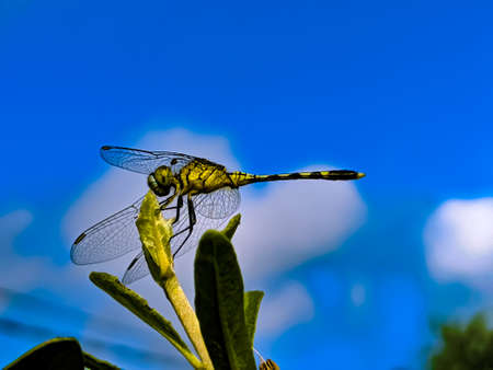dragonfly on leaf garden dragonflyの写真素材