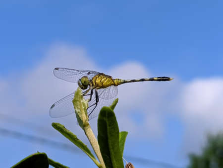 dragonfly on leaf garden dragonflyの写真素材