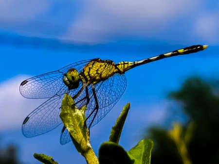dragonfly on leaf garden dragonflyの写真素材