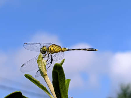 dragonfly on leaf garden dragonflyの写真素材