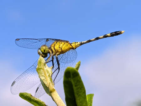 dragonfly on leaf garden dragonflyの写真素材