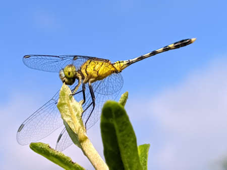dragonfly on leaf garden dragonflyの写真素材