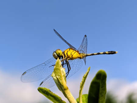dragonfly on leaf garden dragonflyの写真素材