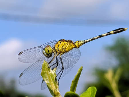 dragonfly on leaf garden dragonflyの写真素材