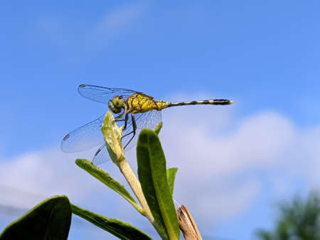 dragonfly on leaf garden dragonflyの写真素材