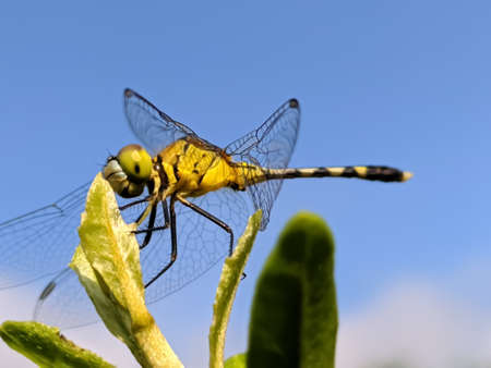 dragonfly on leaf garden dragonflyの写真素材