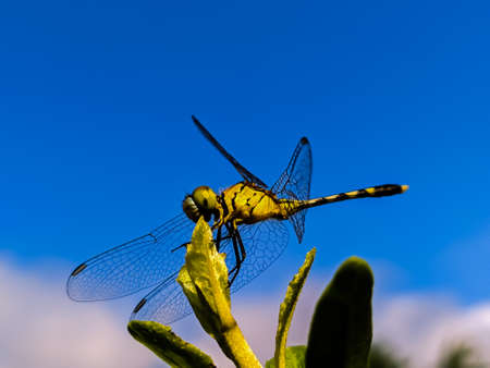 dragonfly on leaf garden dragonfly