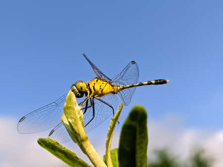 dragonfly on leaf garden dragonflyの写真素材