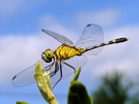 dragonfly on leaf garden dragonflyの写真素材
