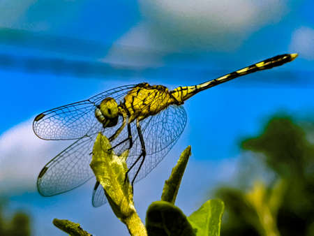 dragonfly on leaf garden dragonflyの写真素材