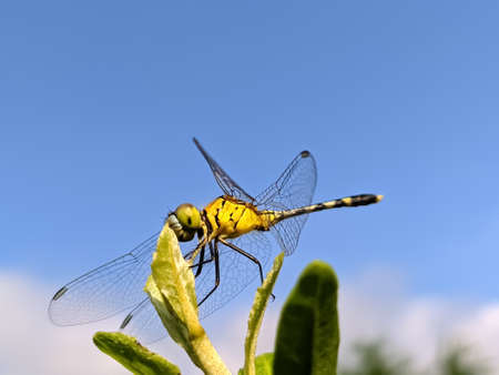 dragonfly on leaf garden dragonflyの写真素材
