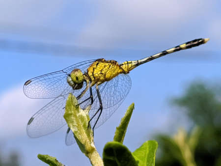 dragonfly on leaf garden dragonflyの写真素材