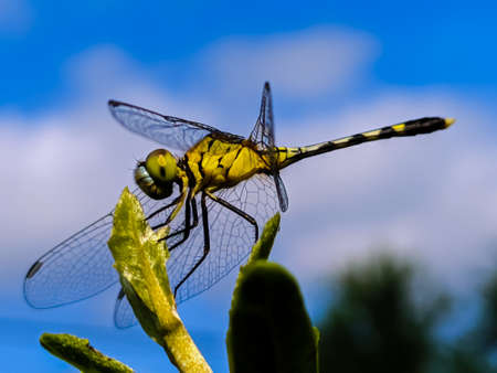 dragonfly on leaf garden dragonflyの写真素材