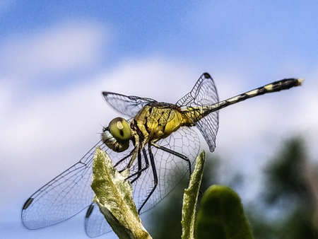 dragonfly on leaf garden dragonflyの写真素材