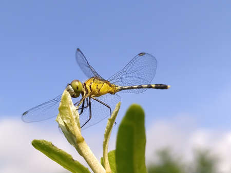 dragonfly on leaf garden dragonflyの写真素材