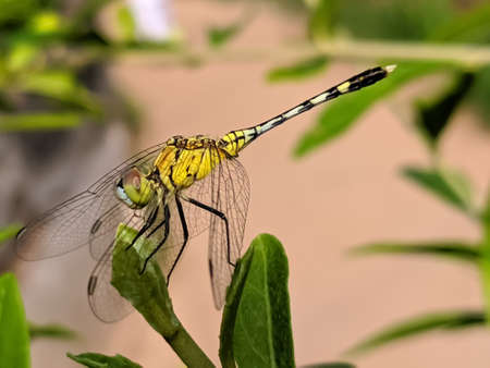 dragonfly on leaf garden dragonflyの写真素材