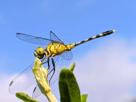 dragonfly on leaf garden dragonflyの写真素材