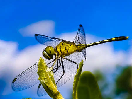 dragonfly on leaf garden dragonflyの写真素材