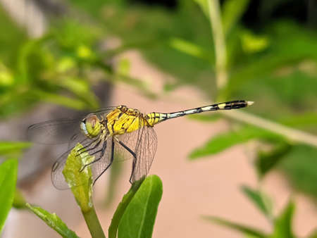 dragonfly on leaf garden dragonflyの写真素材