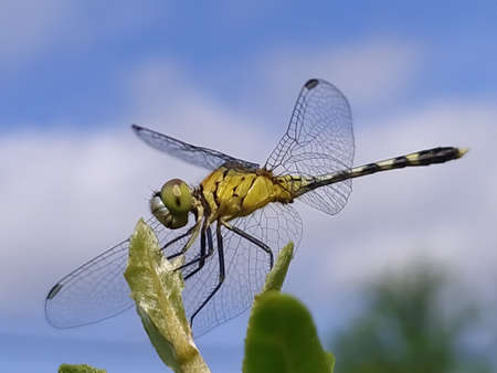 dragonfly on leaf garden dragonflyの写真素材