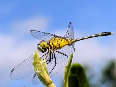 dragonfly on leaf garden dragonfly