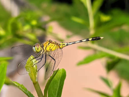 dragonfly on leaf garden dragonflyの写真素材