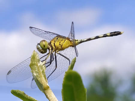dragonfly on leaf garden dragonflyの写真素材