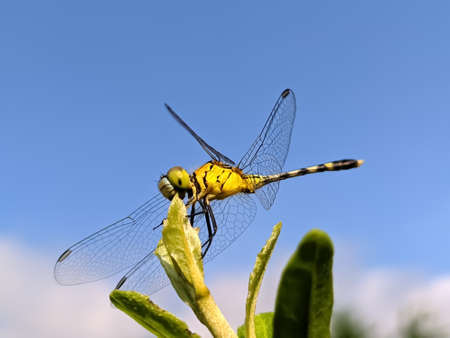dragonfly on leaf garden dragonflyの写真素材