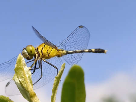 dragonfly on leaf garden dragonflyの写真素材