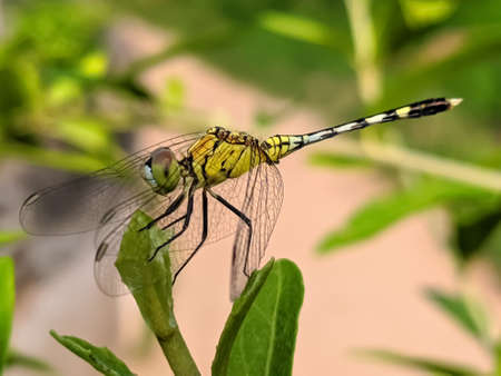 dragonfly on leaf garden dragonflyの写真素材