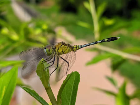 dragonfly on leaf garden dragonflyの写真素材