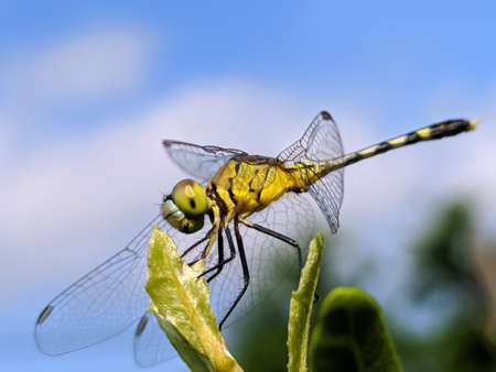 dragonfly on leaf garden dragonflyの写真素材