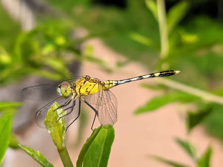 dragonfly on leaf garden dragonflyの写真素材