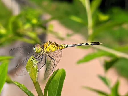 dragonfly on leaf garden dragonflyの写真素材