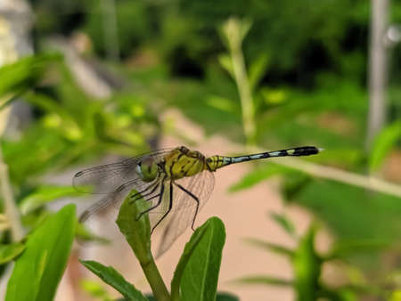 dragonfly on leaf garden dragonflyの写真素材