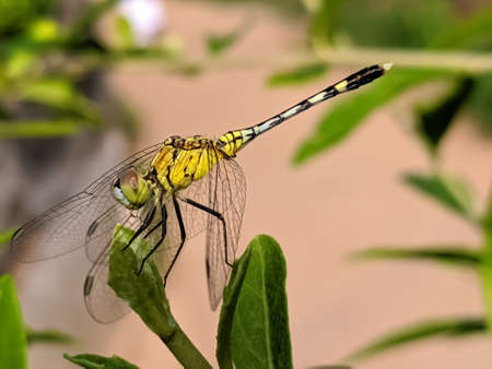 dragonfly on leaf garden dragonflyの写真素材