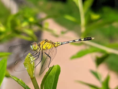 dragonfly on leaf garden dragonflyの写真素材