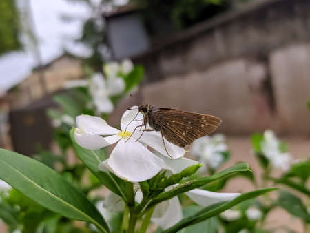 butterfly on leaf garden butterfly green leaves plant to sit butterflyの写真素材