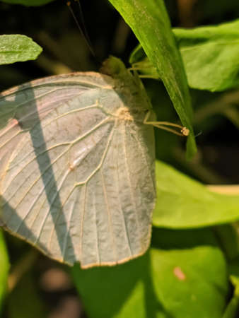 butterfly on leaf garden butterflyの写真素材