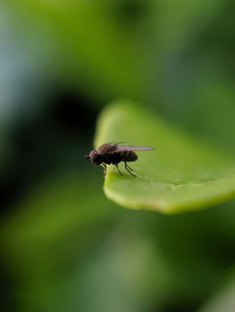 green leaves plant to sit housefly garden housefly
