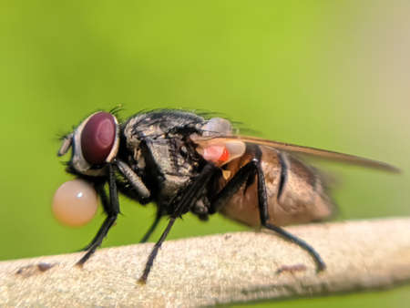 green leaves plant to sit housefly garden housefly