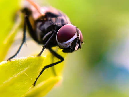 green leaves plant to sit housefly garden housefly