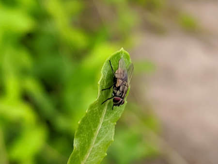 housefly on leaf garden housefly green leaves plant to sit houseflyの写真素材