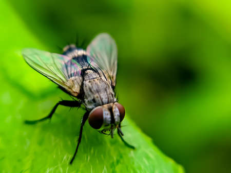 housefly on leaf garden housefly green leaves plant to sit houseflyの写真素材