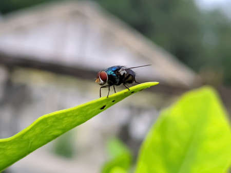 housefly on leaf garden housefly green leaves plant to sit houseflyの写真素材